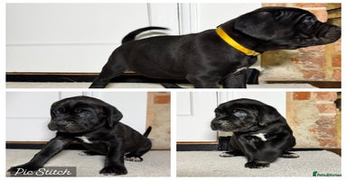 Bandog dogs BANDOG PUPPIES – SERIOUS QUALITY, SERIOUS PRESENCE - Advert 2