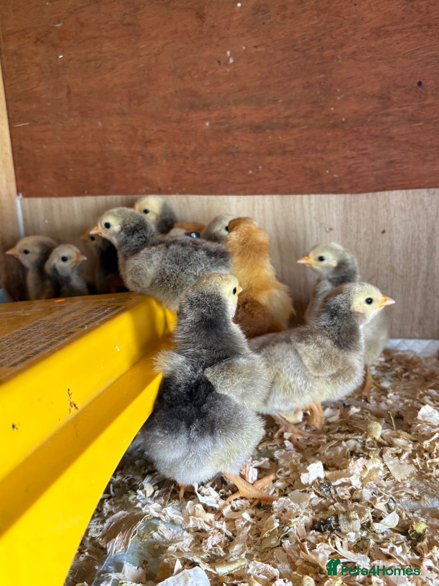 Chickens poultry Silver laced orpington chicks day old  to 2 week - Advert 1