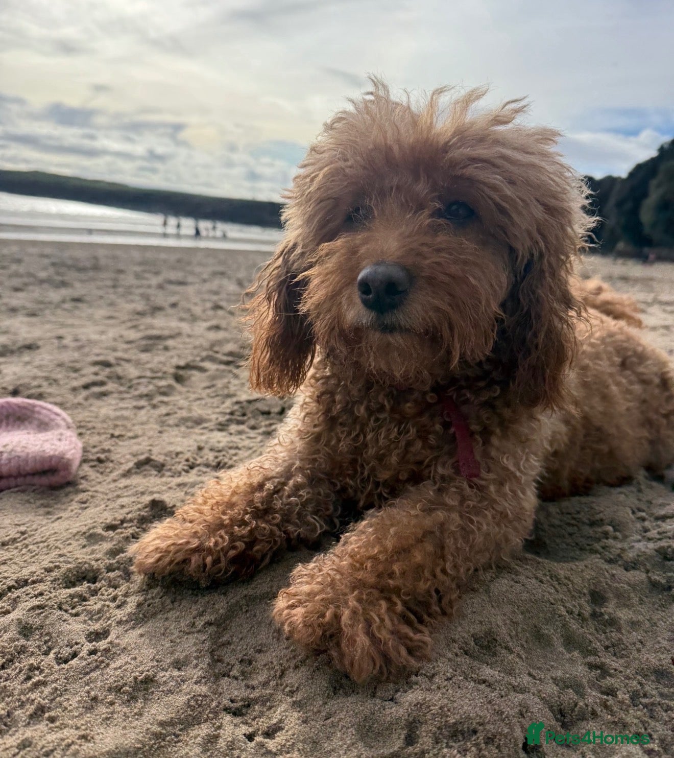 Cavapoo dogs 🐾 5-Year-Old Cavapoo Looking for a Loving Home 🐾 - Advert 6