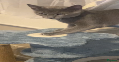 Russian Blue cats - Advert 10