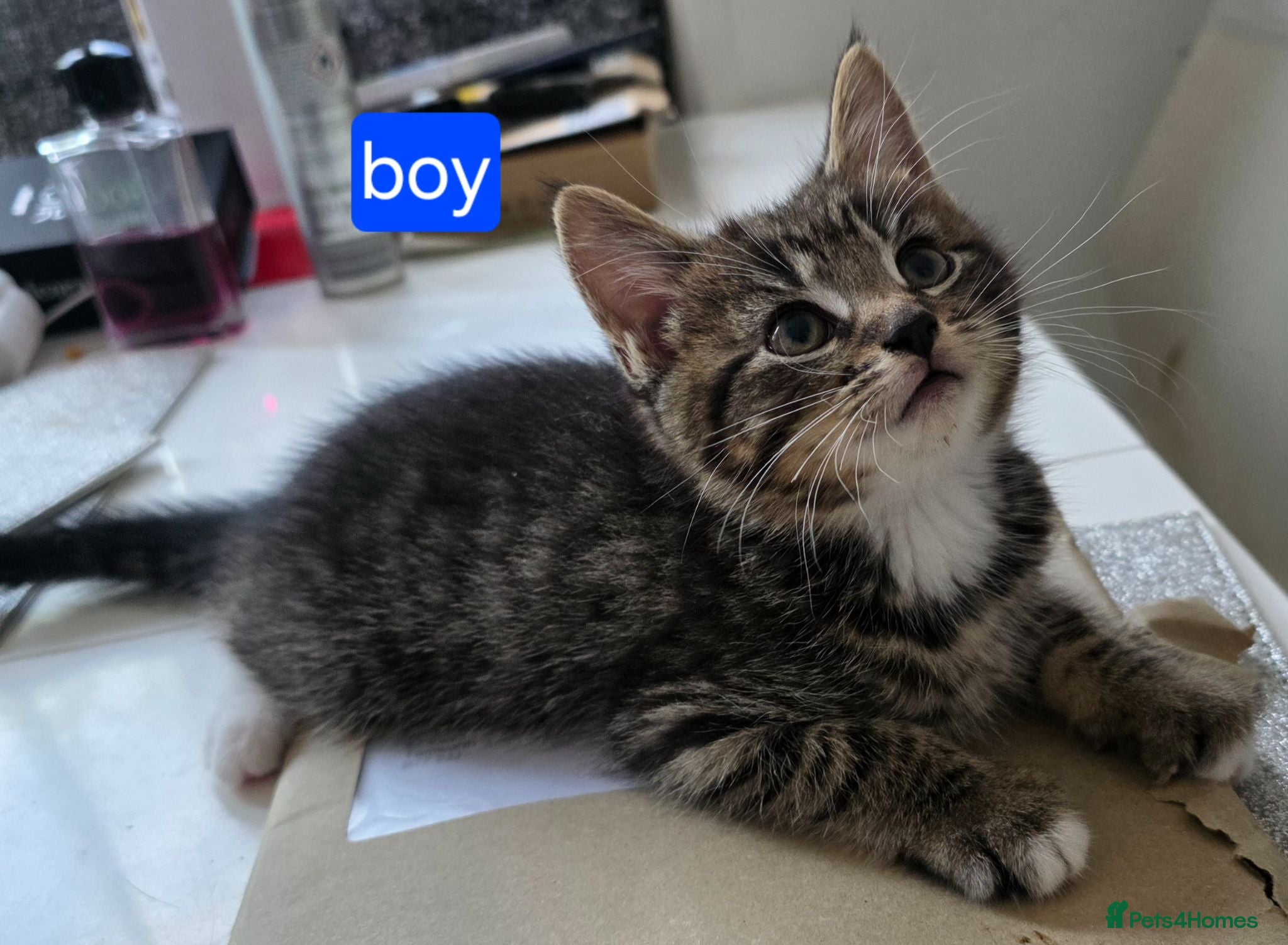 Mixed Breed cats  kittens (reduced) - Advert 22