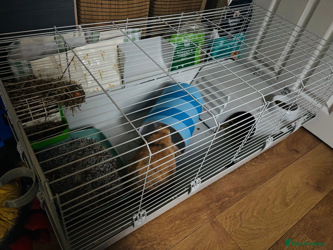 Mini Lop rabbits for sale: 3 yr old male mini lop - Advert 2