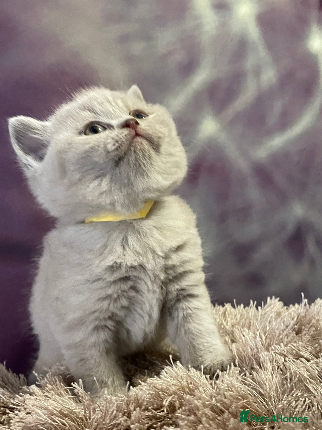 British Shorthair cats for sale: Champion Sired GCCF British Shorthair Kittens - Image 3