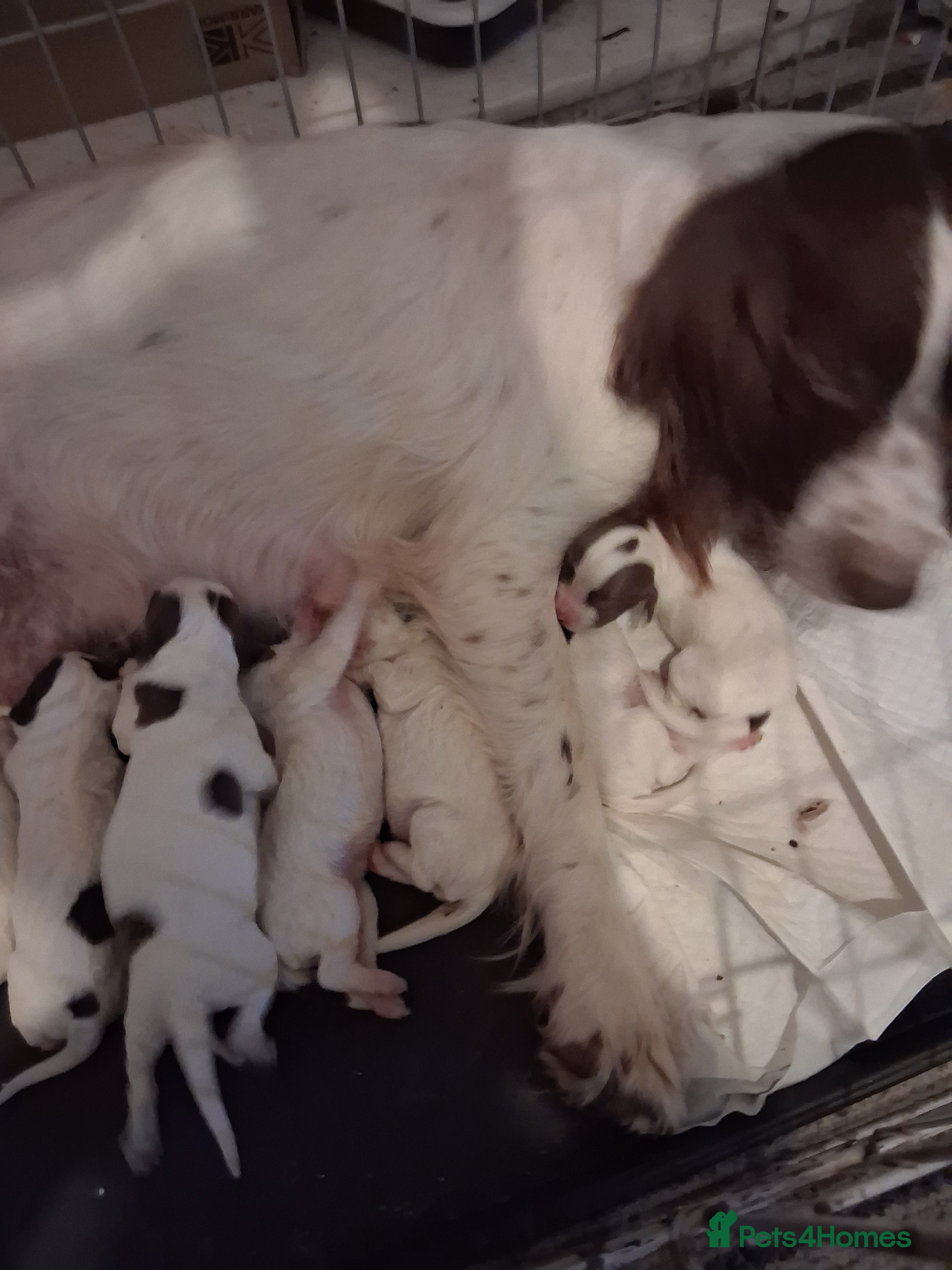 English Springer Spaniel dogs Beautiful puppies for sale  - Advert 1