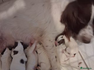 English Springer Spaniel dogs Beautiful puppies for sale - Advert 1