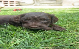 Cockapoo dogs for sale: Stunning F2 miniature cockapoo puppies  - Image 13