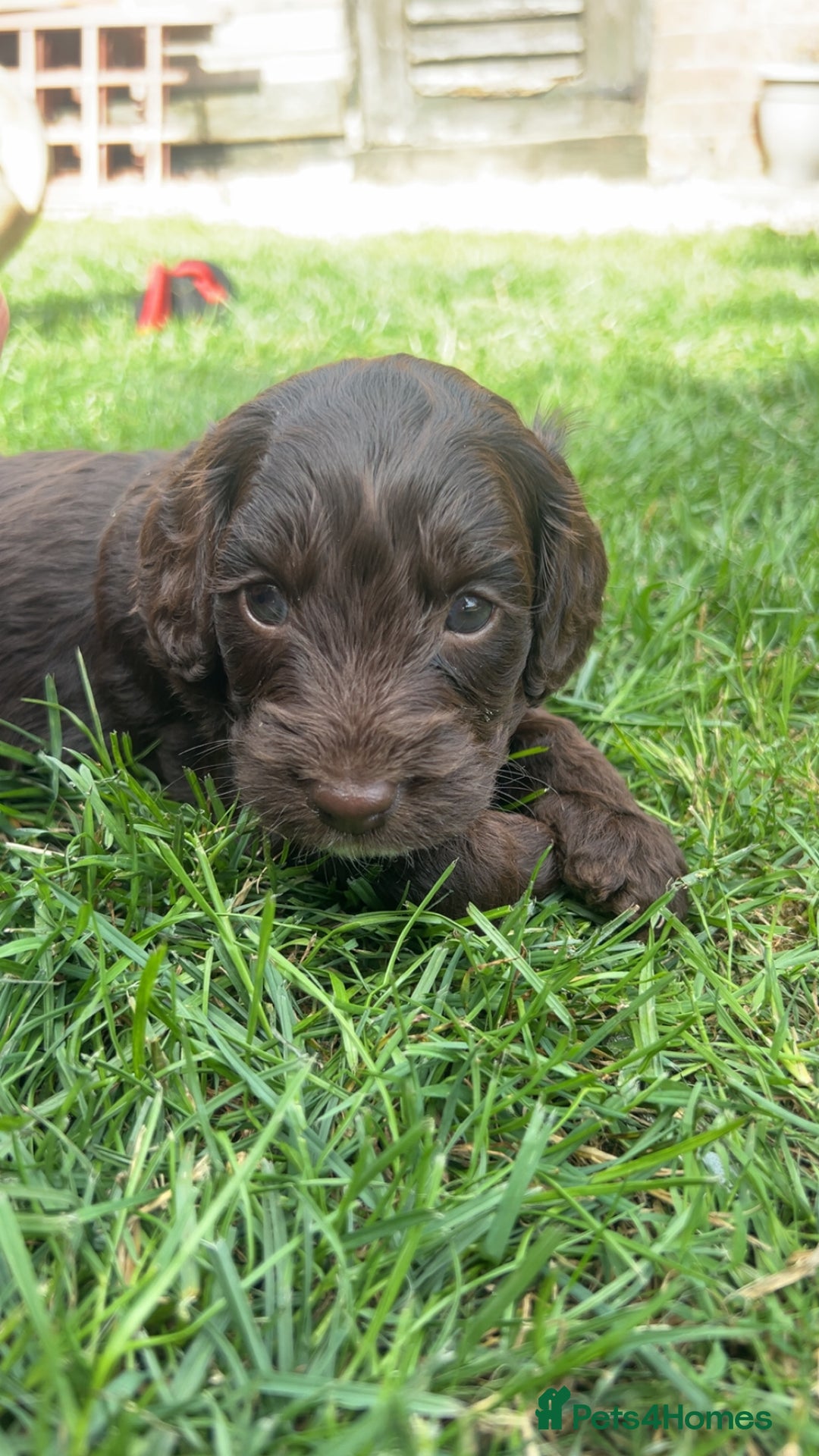 Cockapoo dogs for sale: Stunning F2 miniature cockapoo puppies  - Image 13