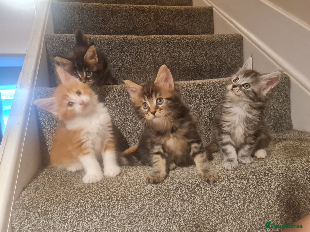 Maine Coon cats for sale: Mainecoon Kittens available  - Image 10