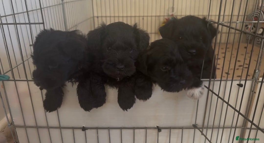 Miniature Schnauzer dogs for sale: KC Miniature Schnauzer Puppies  - Advert 2