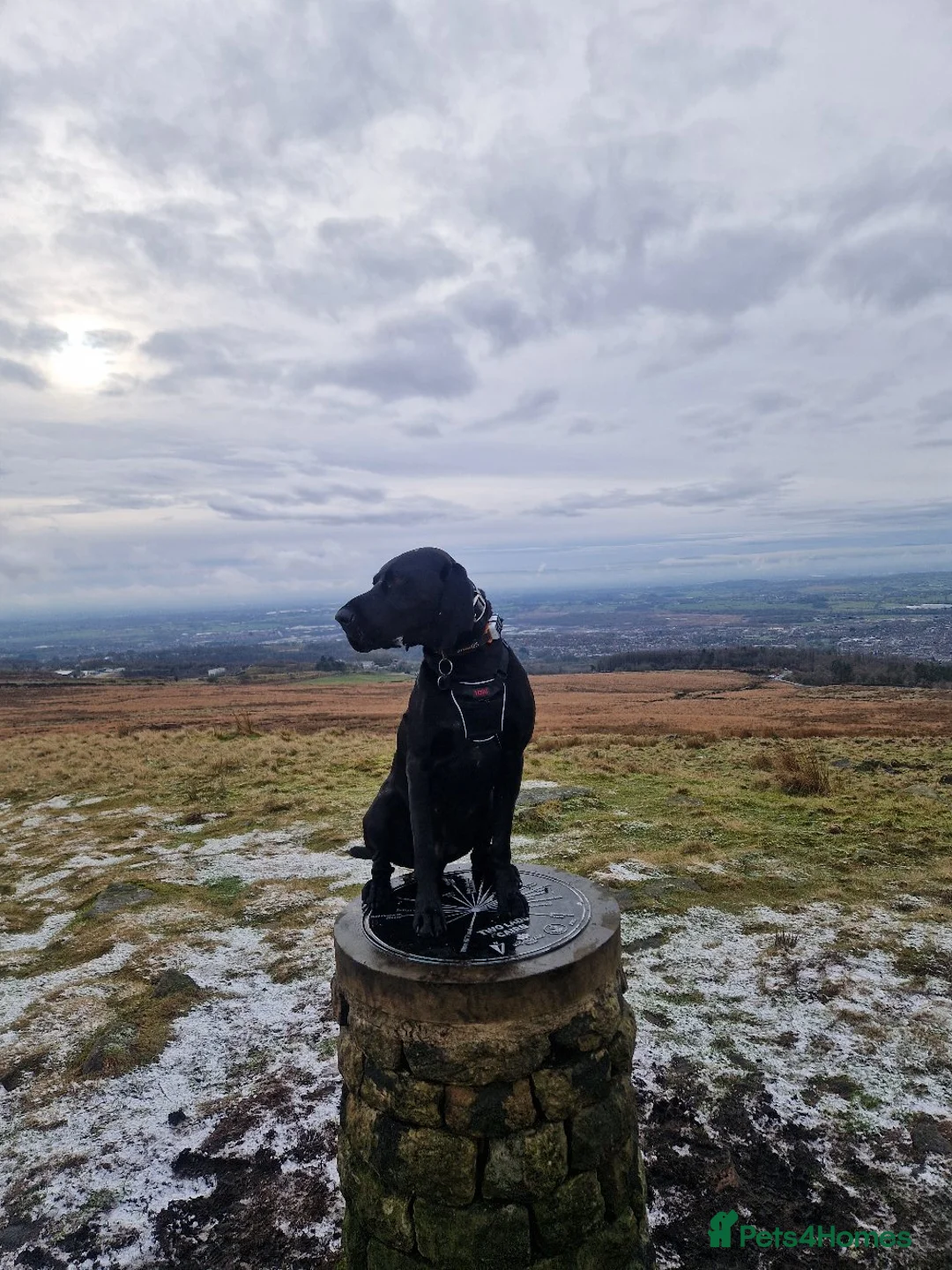 German Shorthaired Pointer dogs for stud: Proven sire full KC Reg GSP 5th Generation in Liverpool - Advert 25