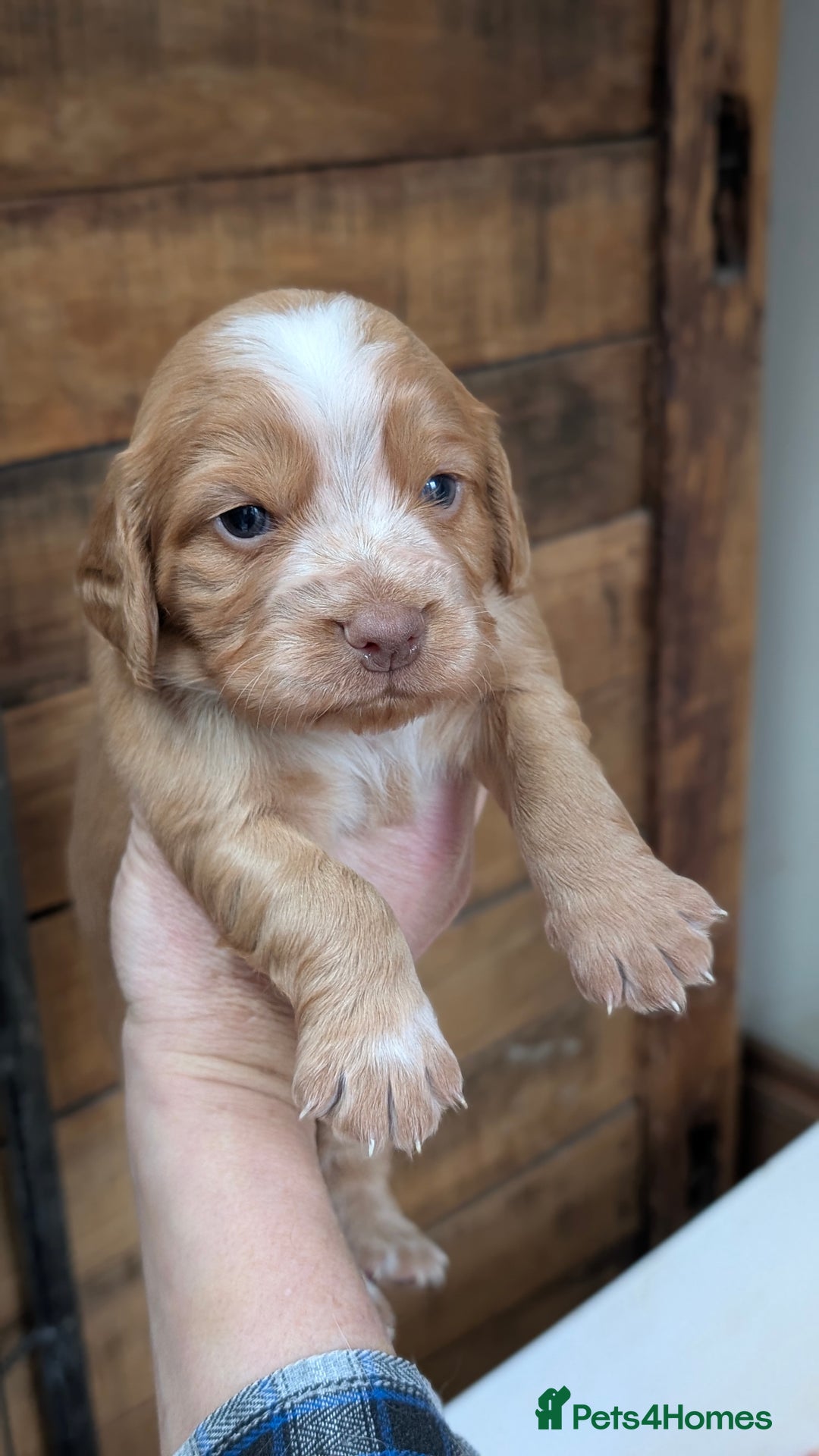 Cocker Spaniel dogs for sale: One black Working Cocker Spaniel female available - Advert 12