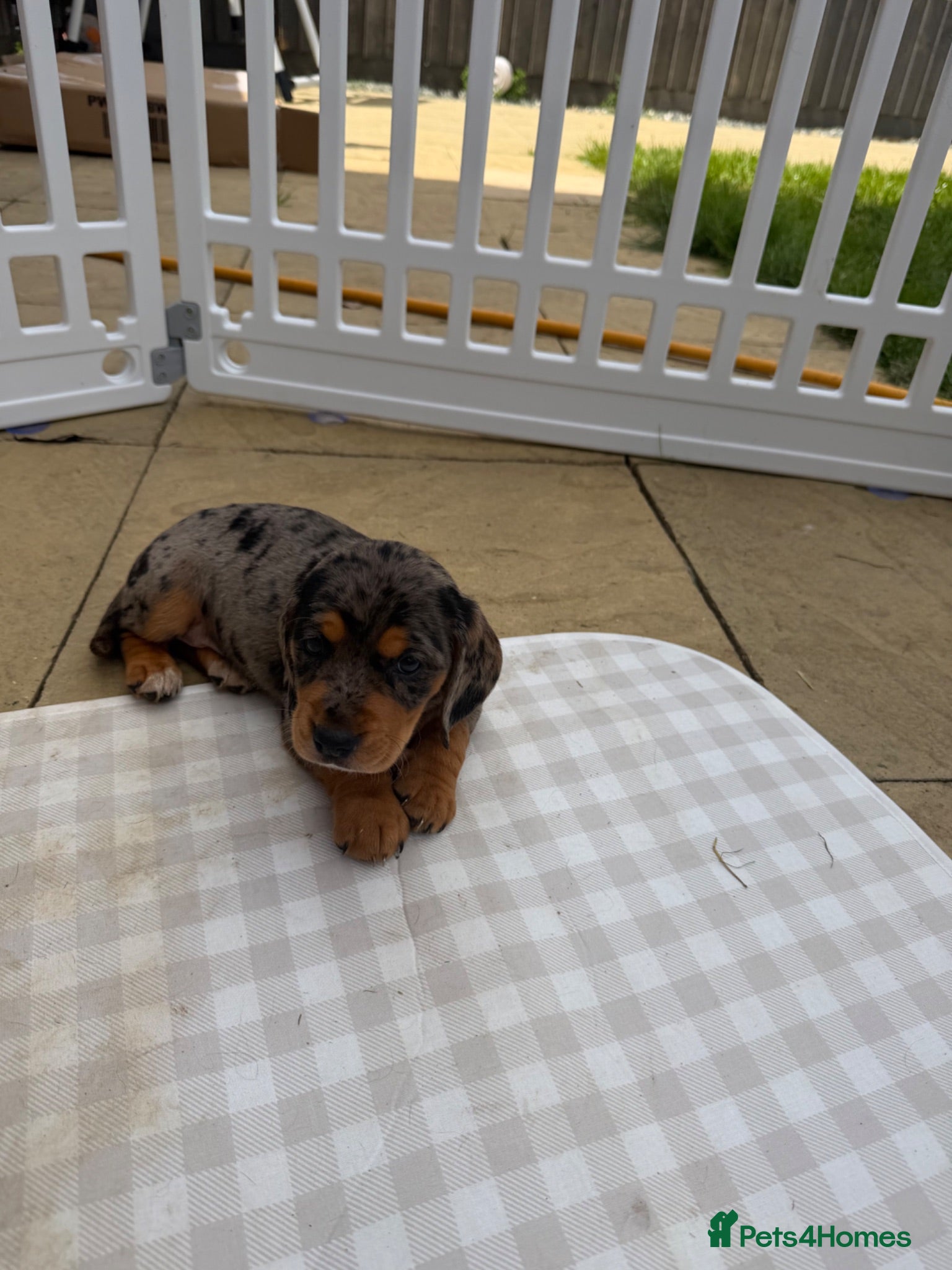 Mixed Breed dogs Beautiful litter of docker puppies chocolate:silve - Advert 2