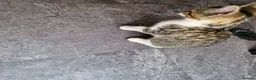 Mixed Breed cats for sale: Bengal cross kittens  in Paignton - Advert 2