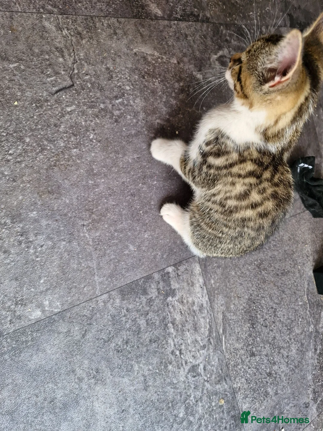 Mixed Breed cats for sale: Bengal cross kittens  in Paignton - Advert 2