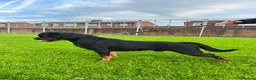 Rottweiler dogs for stud: Romanian Junior Champion Rottguardian Igor - Advert 13