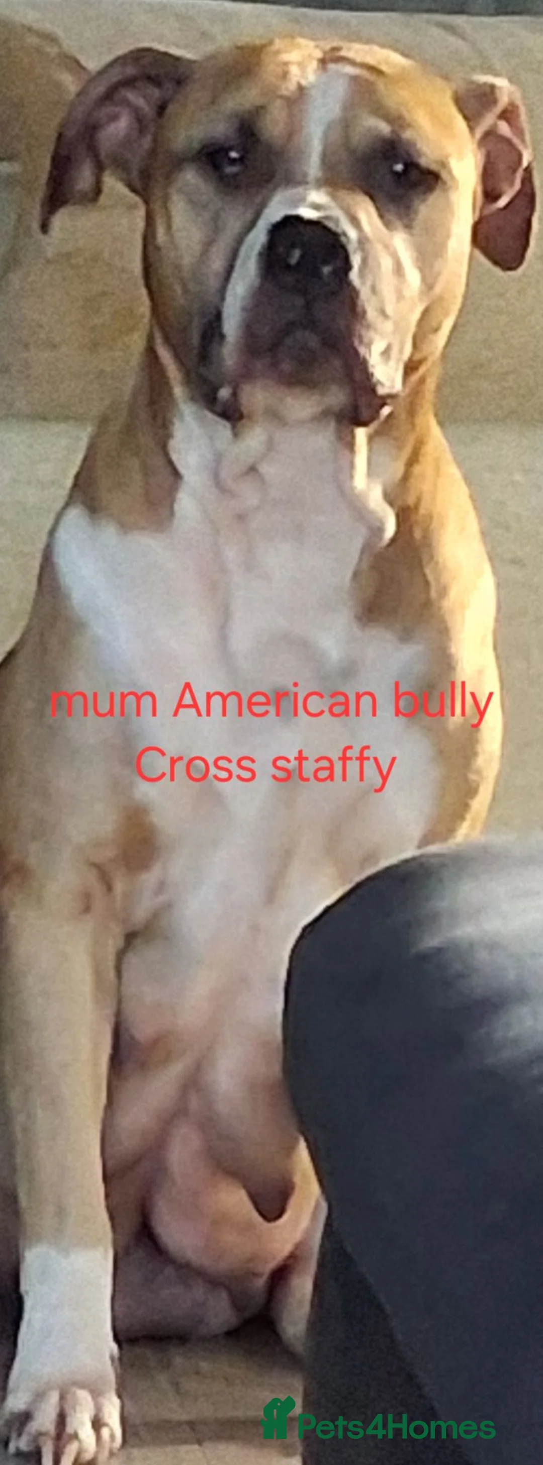Mixed Breed dogs for sale: Bull x whippet  - Advert 2