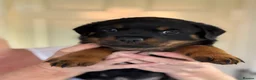 Rottweiler dogs for sale: Rottweiler puppies - Advert 20
