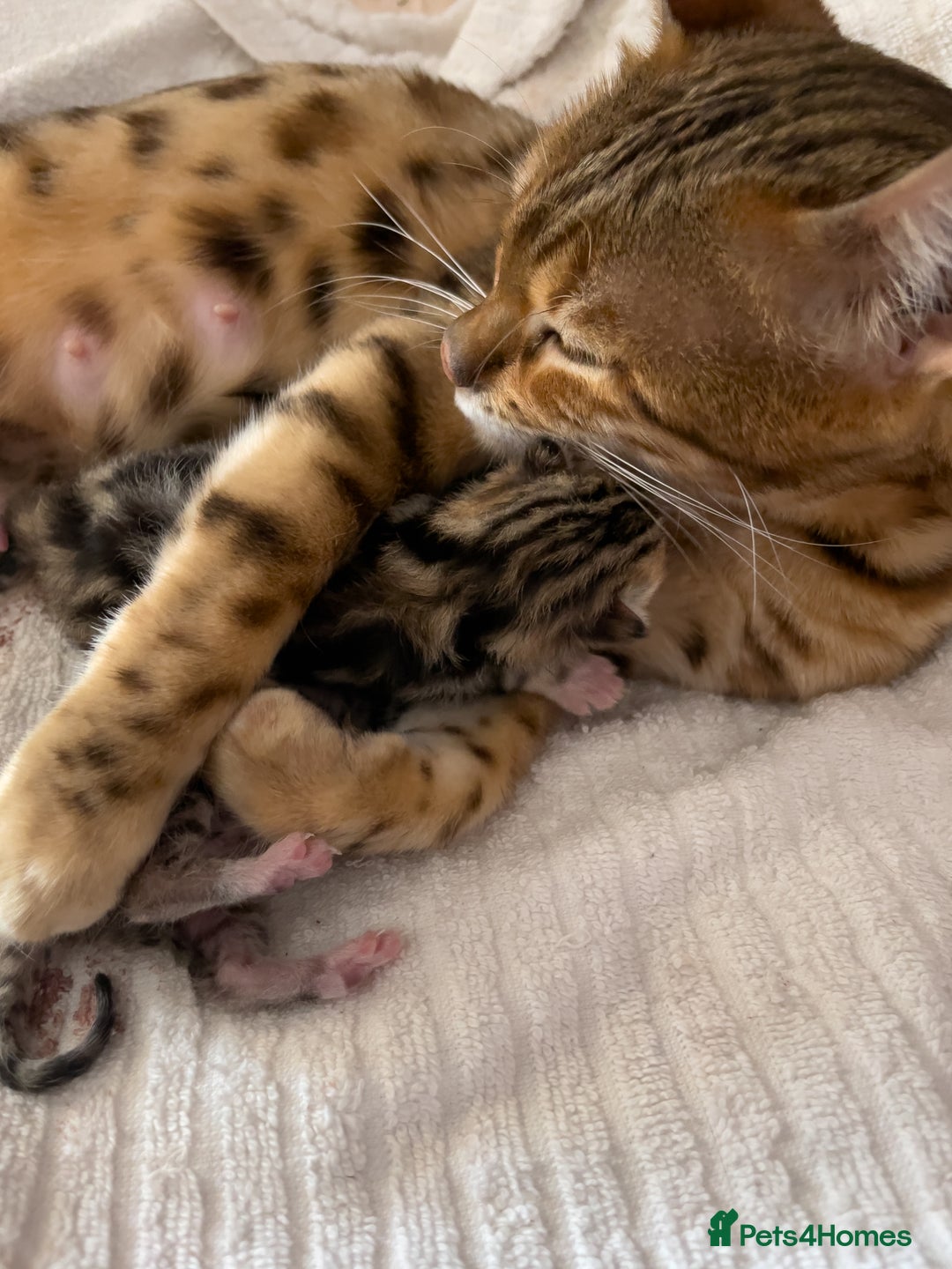 Mixed Breed cats for sale: Last Half Bengal Girl - Image 6