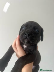 Cane Corso Puppy White