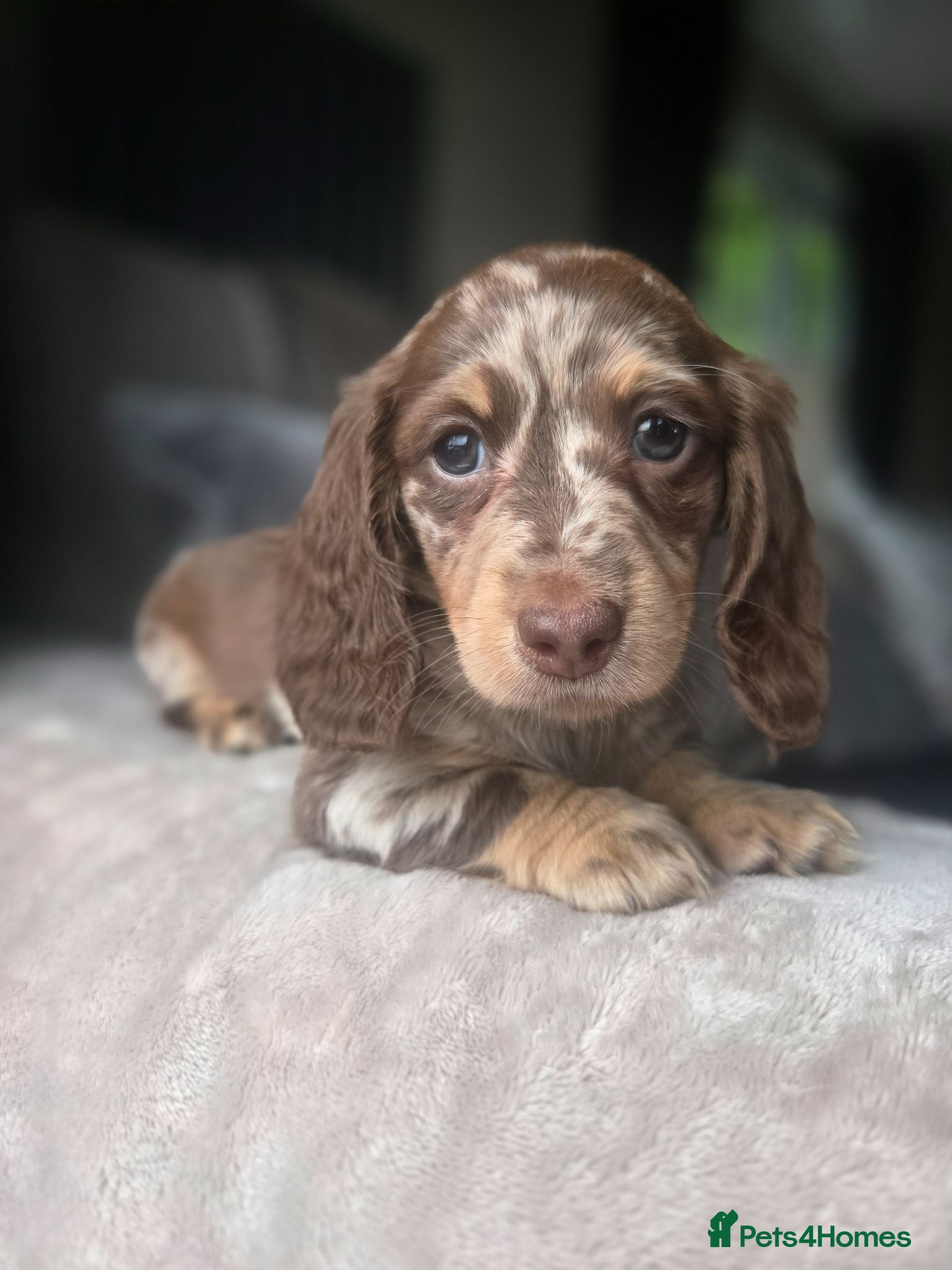Miniature Dachshund dogs ❤️Miniature dachshund puppies❤️ - Advert 9