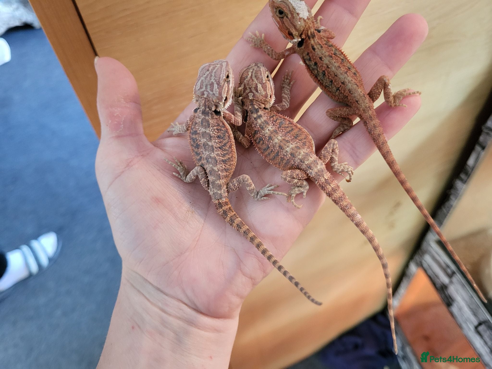 Bearded Dragon reptiles 75% red monster bearded dragon - Advert 1