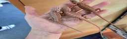 Bearded Dragon reptiles for sale: 75% red monster bearded dragon - Advert 1