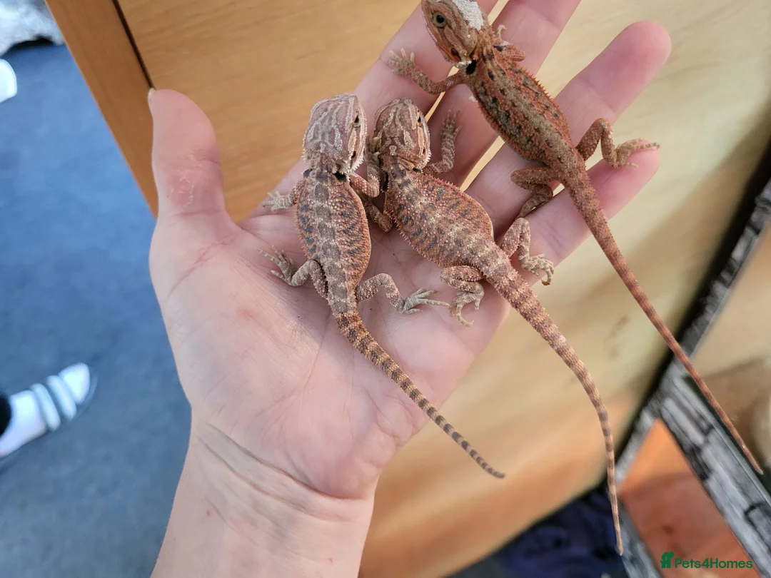 Bearded Dragon reptiles for sale: 75% red monster bearded dragon - Advert 1
