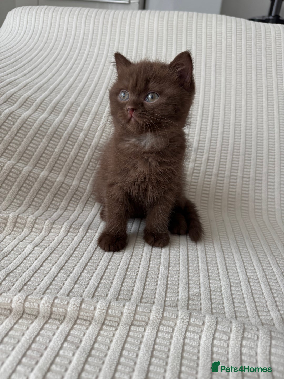 British Shorthair cats for sale: 🍫 Two Chocolate Girls British Shorthair Kittens🤎 - Image 10