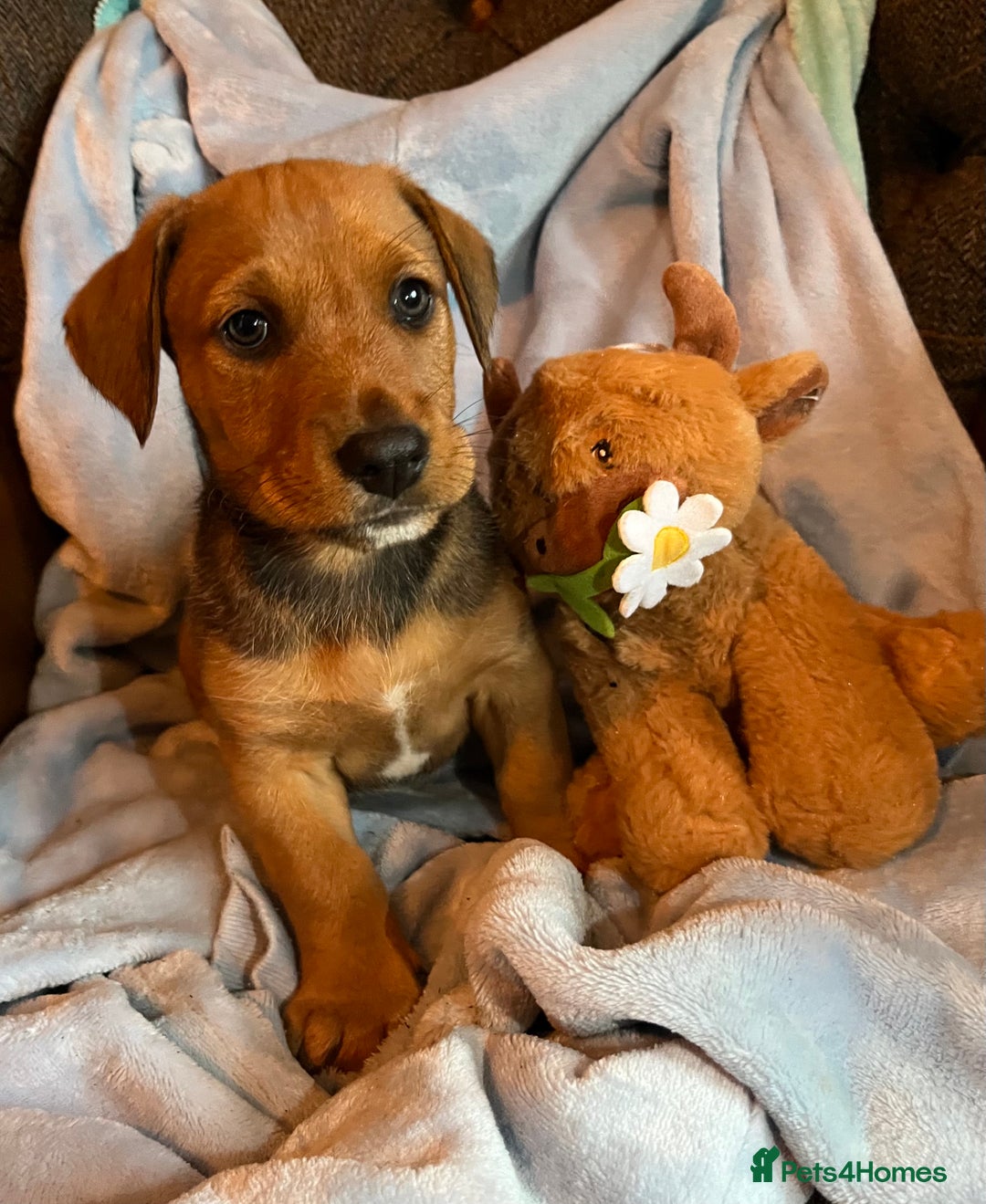 Mixed Breed dogs for sale: READY NOW!! Jack Russell X Puppies  - Image 1