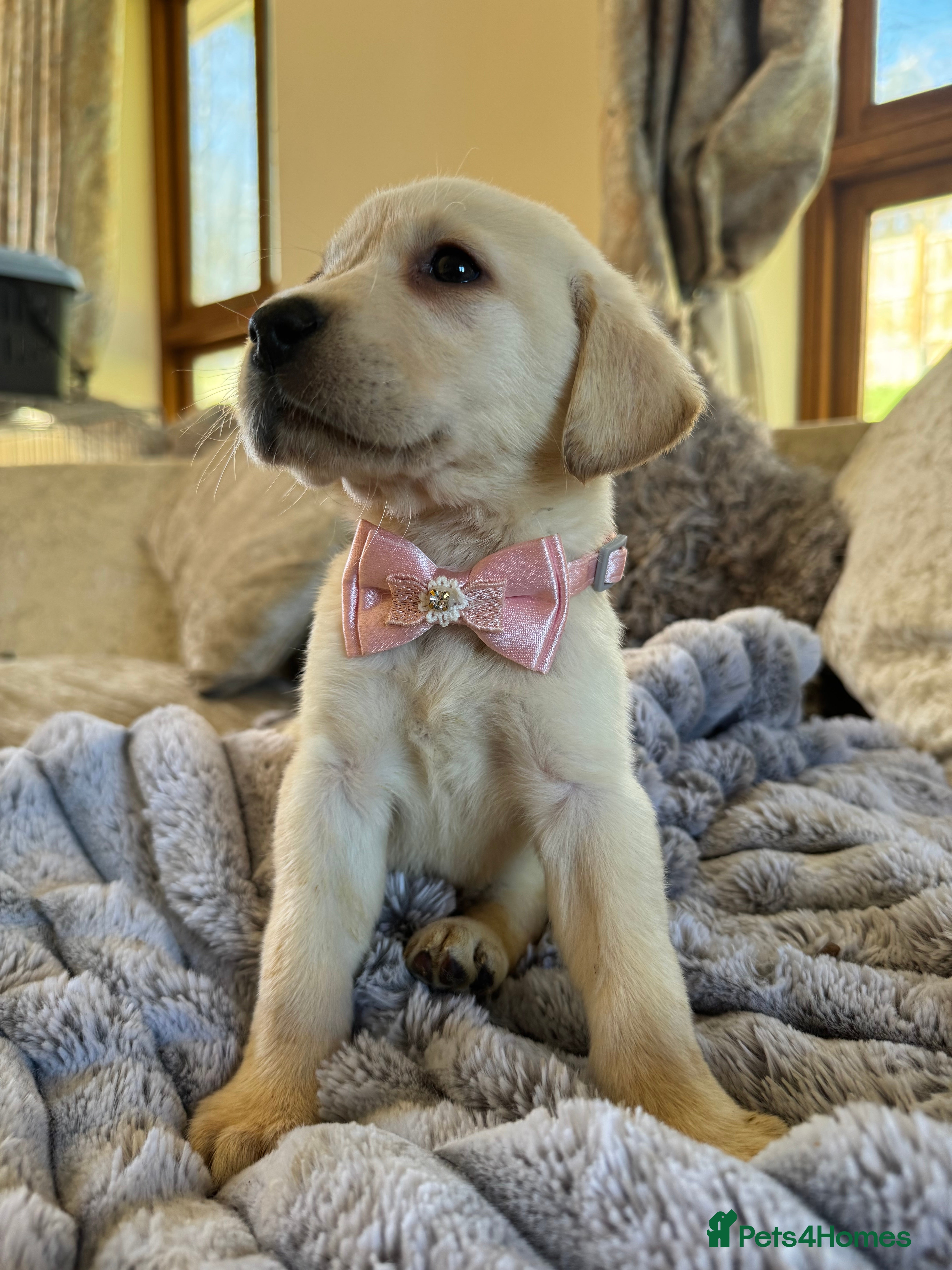 Labrador Retriever dogs ❤️🐾 Adorable, chunky Golden Labrador puppies 🐾❤️ - Advert 1