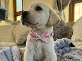 Labrador Retriever dogs for sale: ❤️🐾 Adorable, chunky Golden Labrador puppies 🐾❤️ - Advert 3