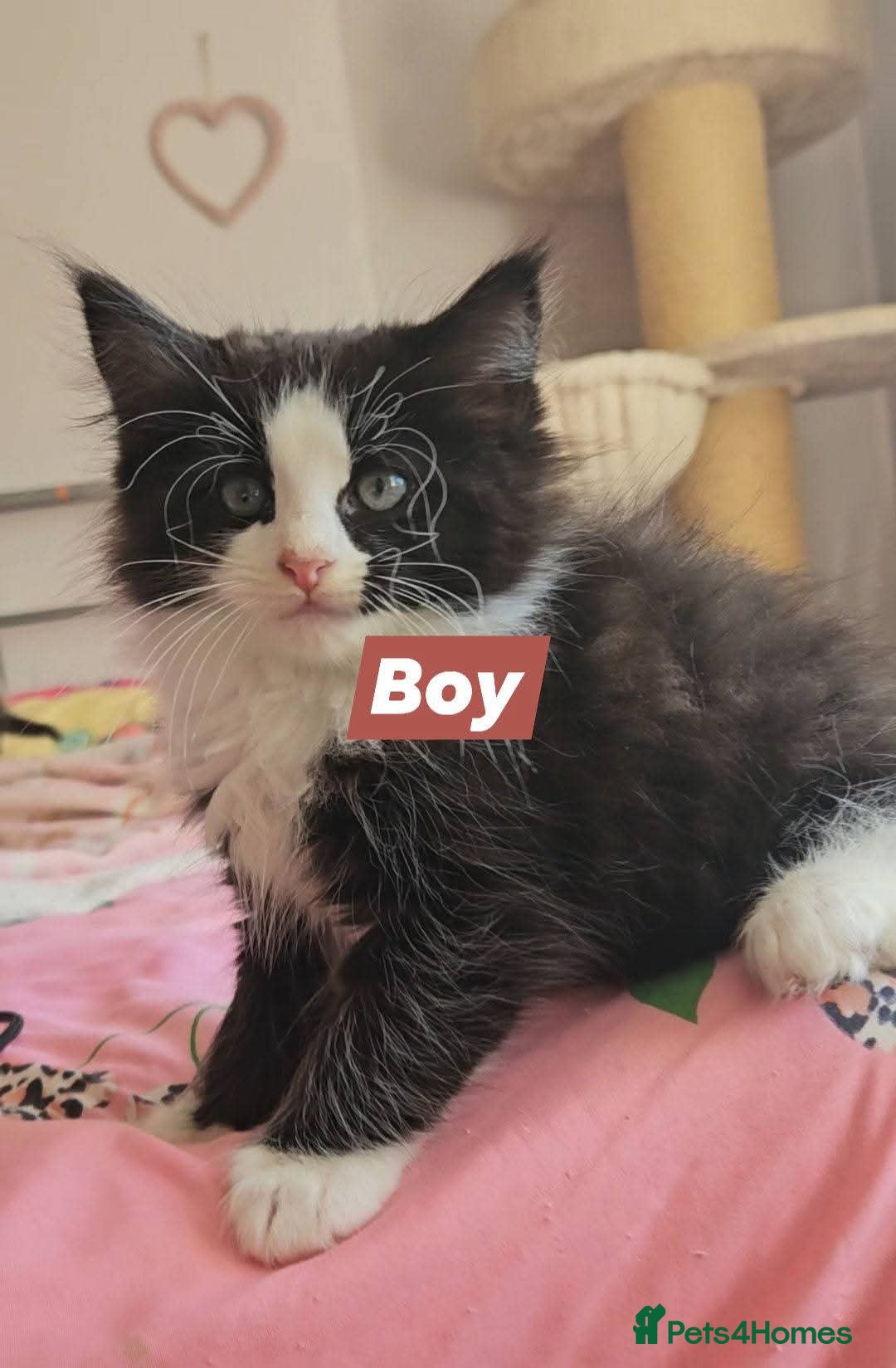 Ragcoon cats for sale: Ragcoons *dna tested parents * - Advert 14