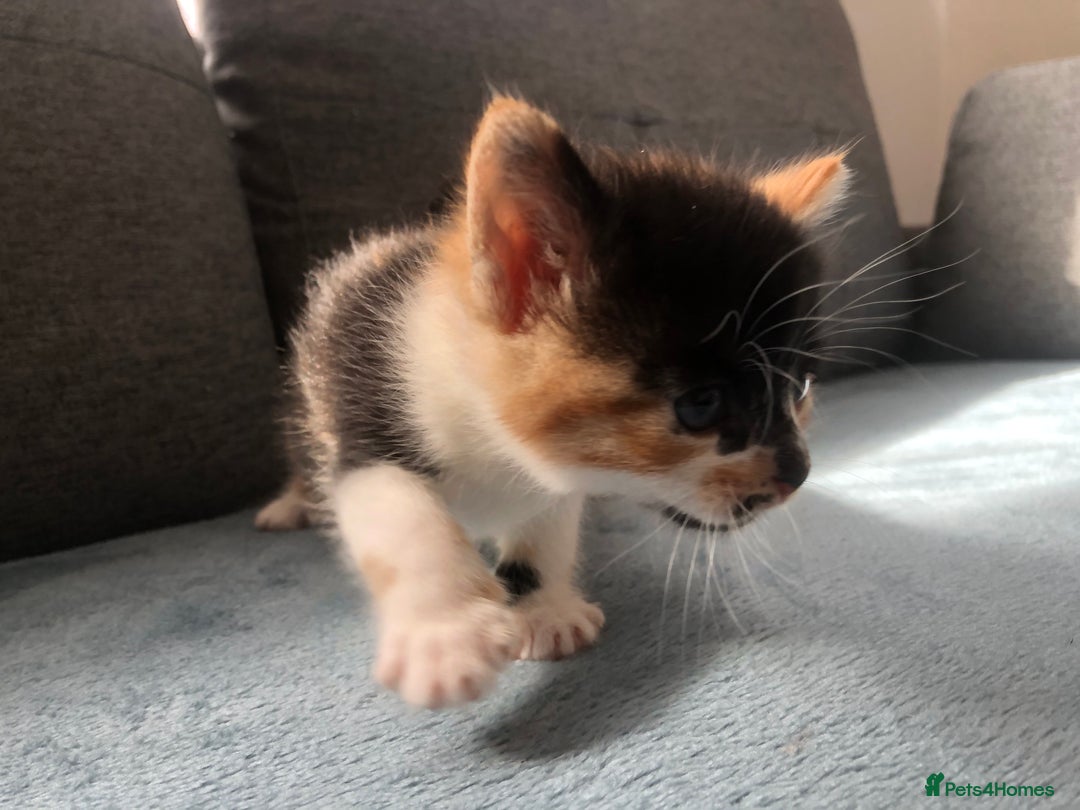 Mixed Breed cats for sale: 5 kittens for sale - Advert 25