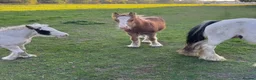 Miniature horses for sale: mini cob boys - Advert 11