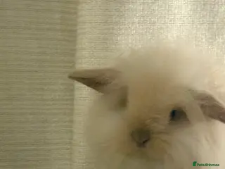 Mini Lion Lop rabbits Gorgeous Fluffy Double Mane mini lion lop bunny’s - Advert 13