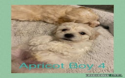 Maltipoo dogs for sale: Stunning F1 Maltipoo Puppies!!! - Image 13