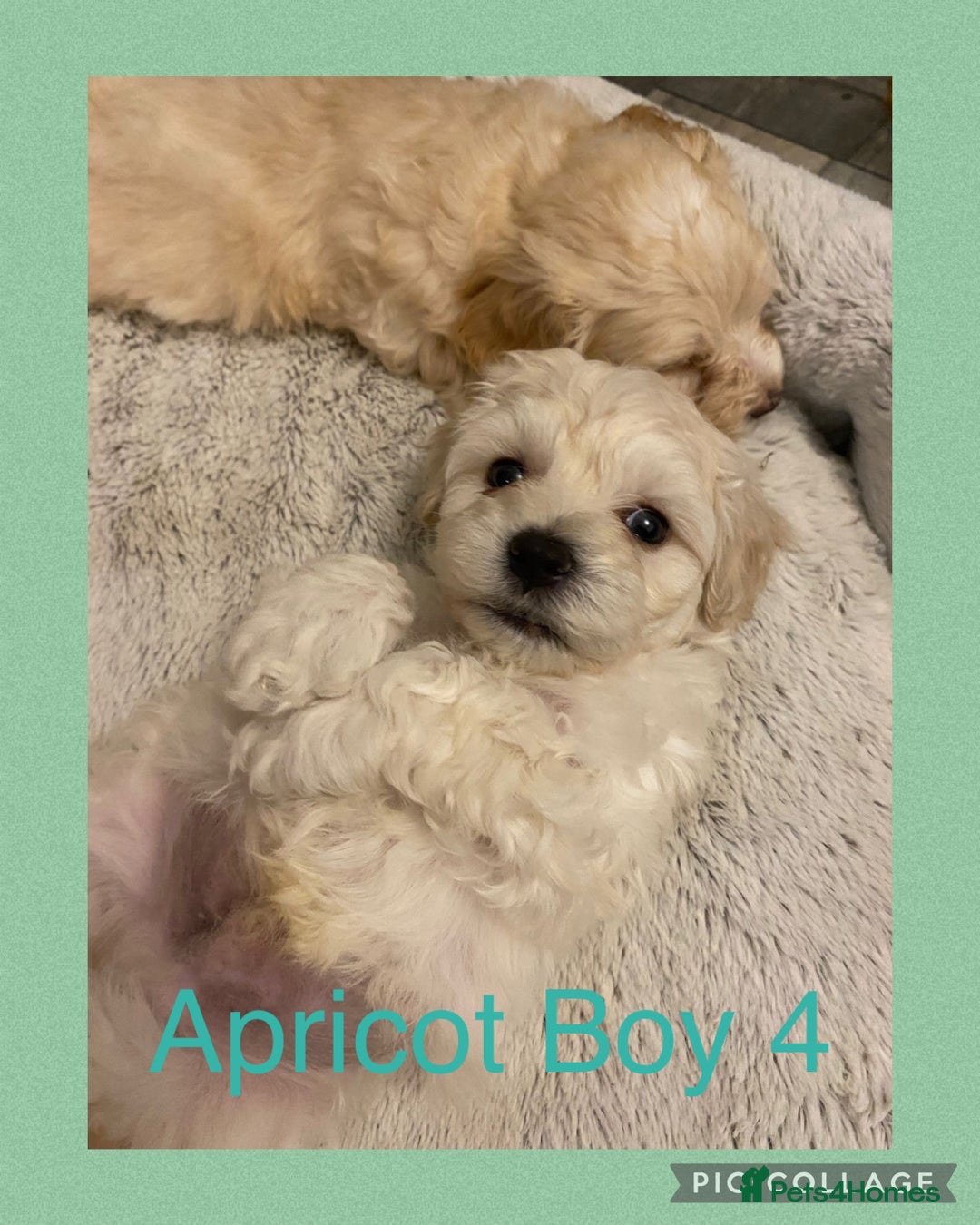 Maltipoo dogs for sale: Stunning F1 Maltipoo Puppies!!! - Image 13