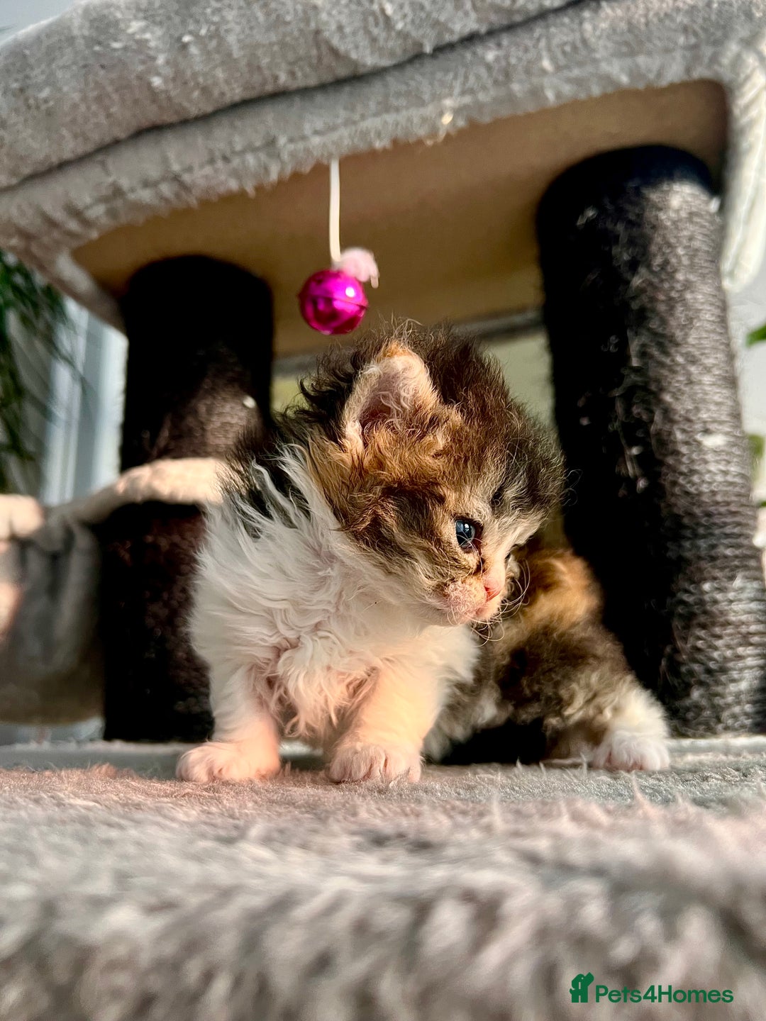Selkirk Rex cats for sale: Stunning Selkirk rex kittens - Advert 4