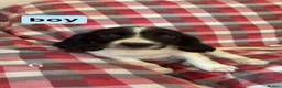 Sprocker dogs for sale: Sprocker spaniels for sale in Pontefract - Advert 4