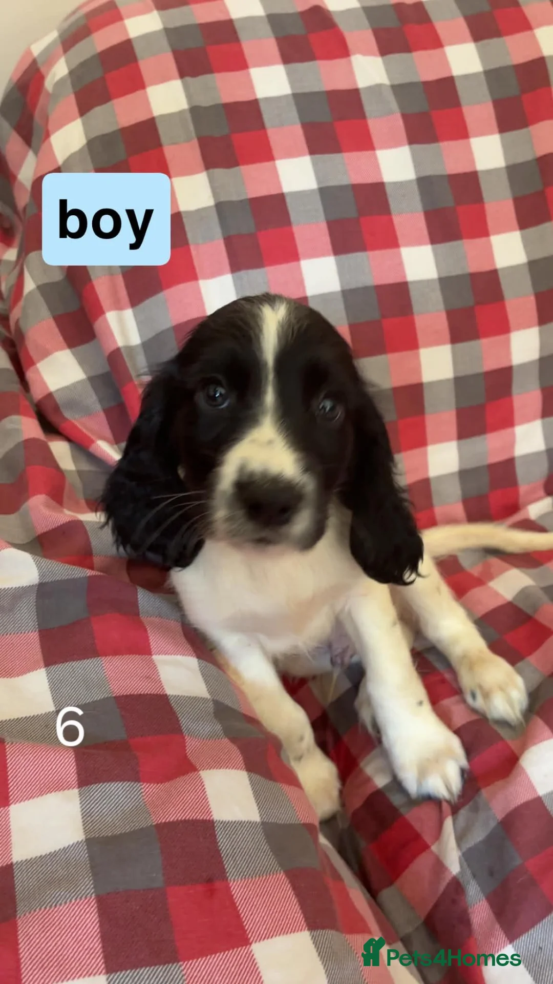 Sprocker dogs for sale: Sprocker spaniels for sale - Advert 4