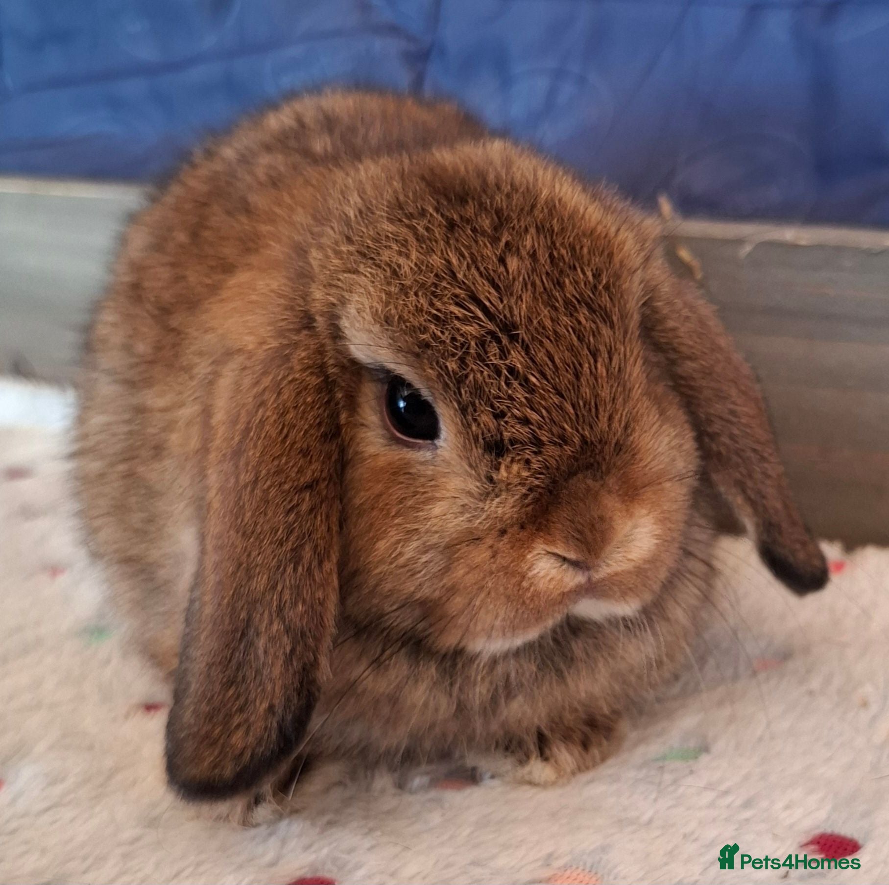 Mini Lop rabbits Various ages - Advert 23