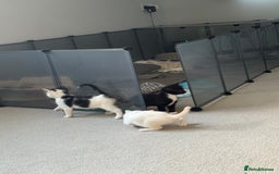 Mixed Breed cats for sale: Mixed kittens for sale - Image 14