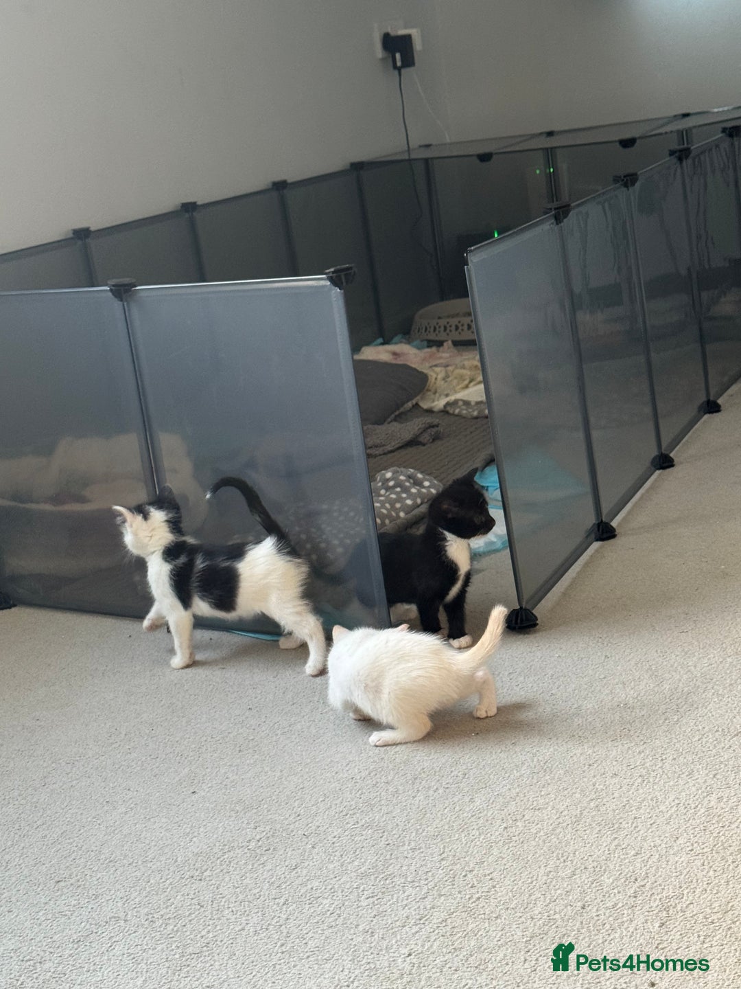 Mixed Breed cats for sale: Mixed kittens for sale - Image 14