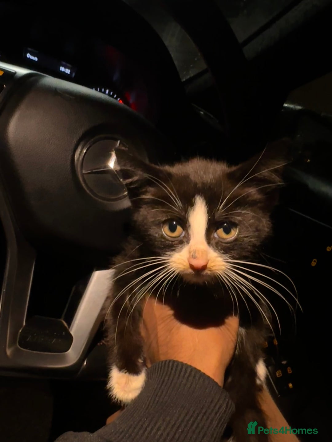 Mixed Breed cats for sale: Hybrid-Breed Kittens Available – Raised With Love - Advert 2