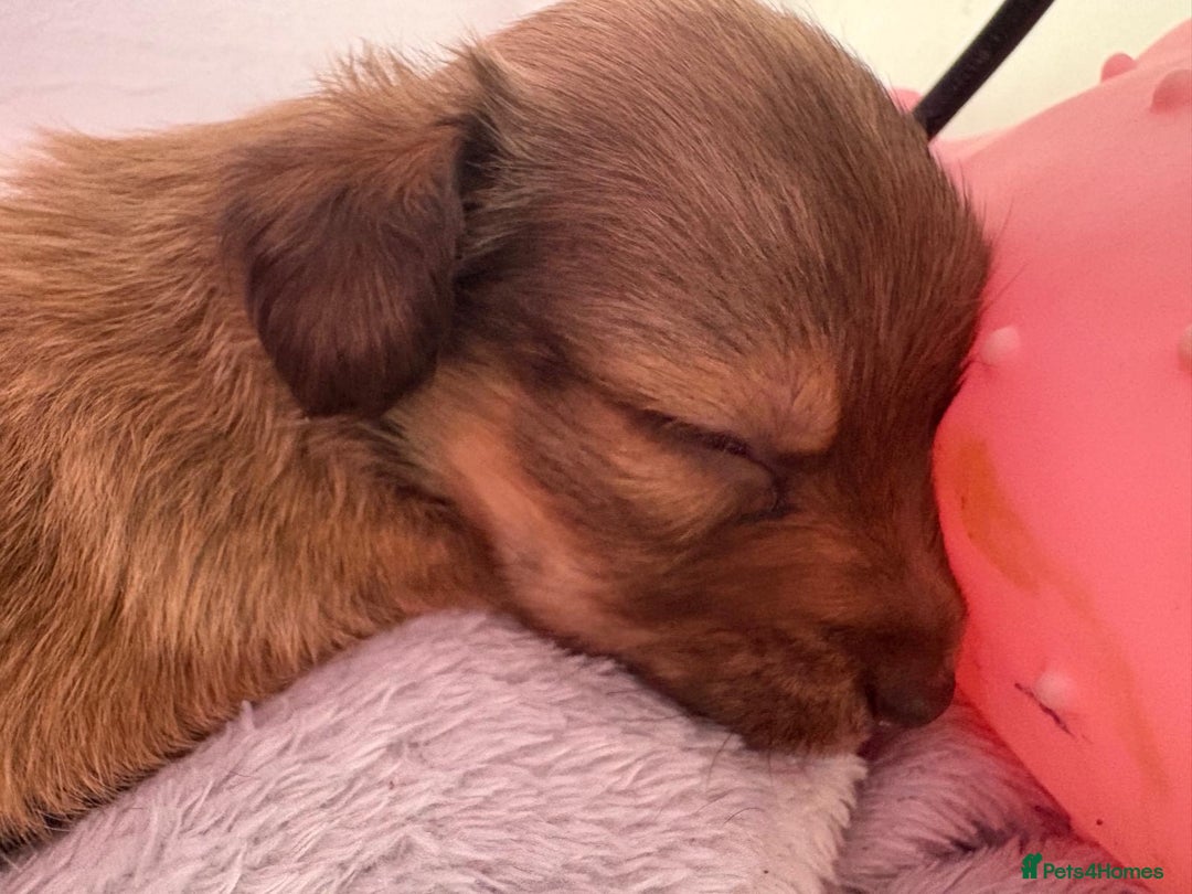 Mixed Breed dogs for sale: chihuahua mixed breed - Advert 9