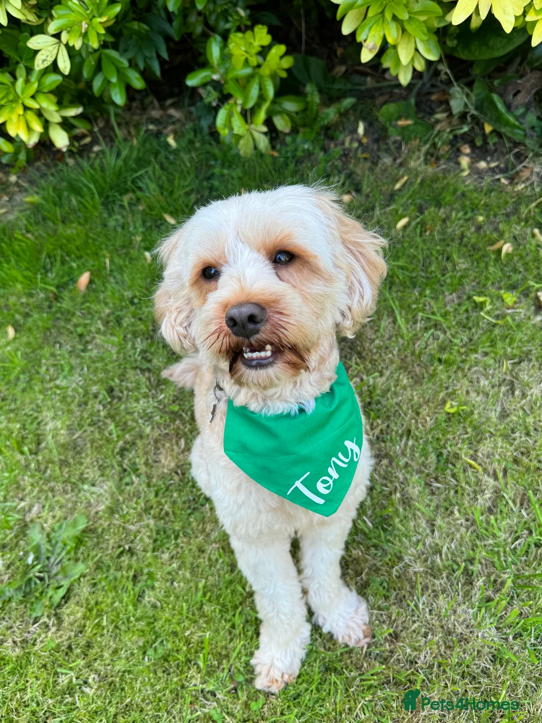 Cavapoo dogs for stud:  Fully healthy tested Proven F1 Cavapoo Stud Dog in Droitwich - Advert 5