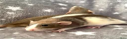 Rat rodents for sale: Older Dumbo Rats 5+months Male and Female  - Advert 5
