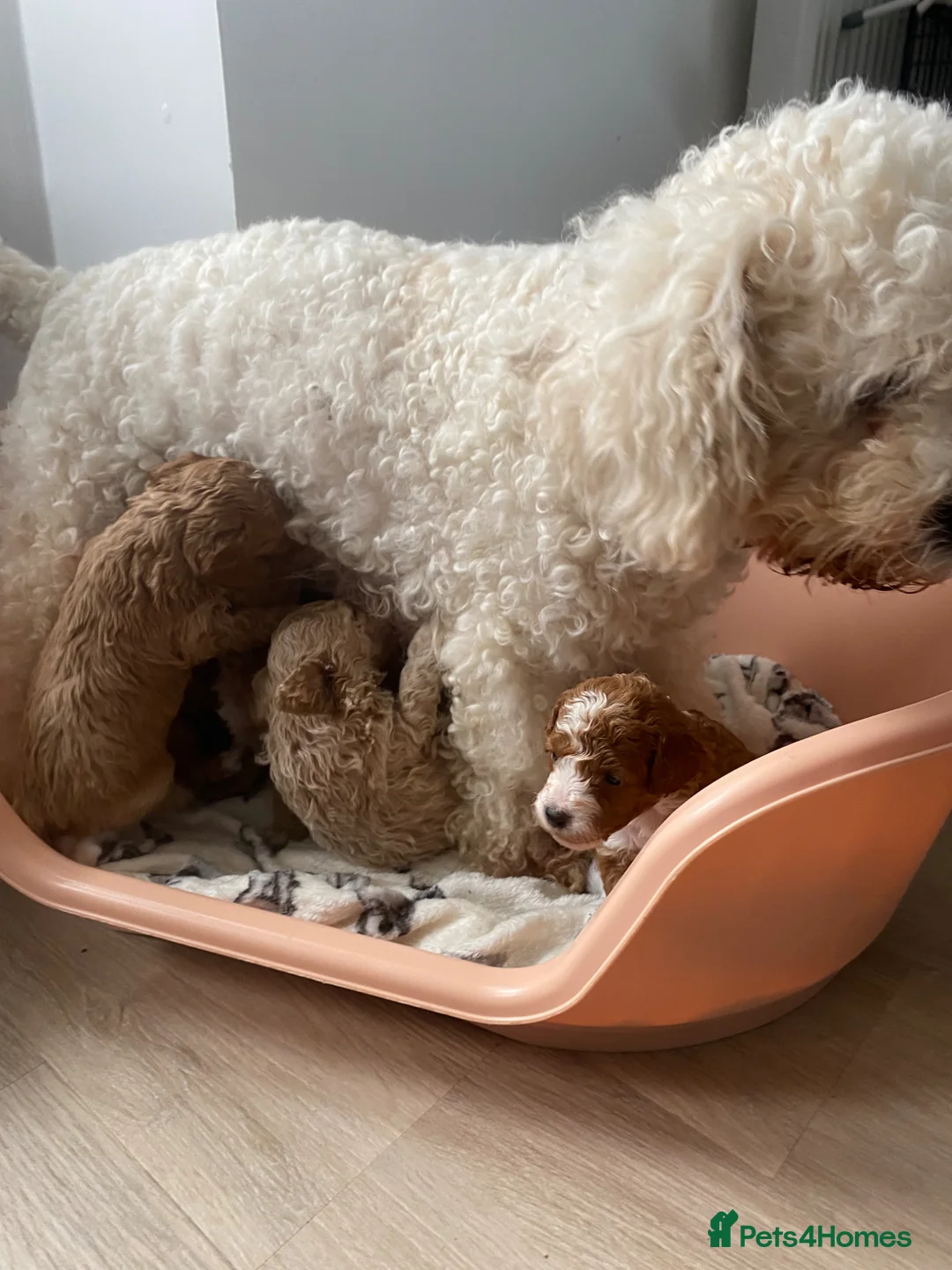 Cavapoochon dogs for sale: Cavapoochon puppies  - Advert 2