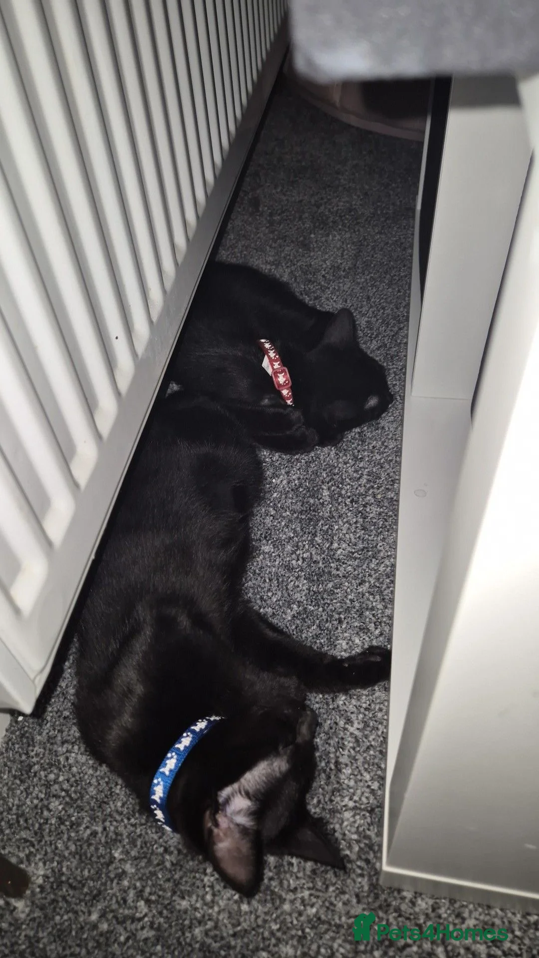Russian Blue cats for sale: Ready Now - Russian Blue Kittens - Advert 1