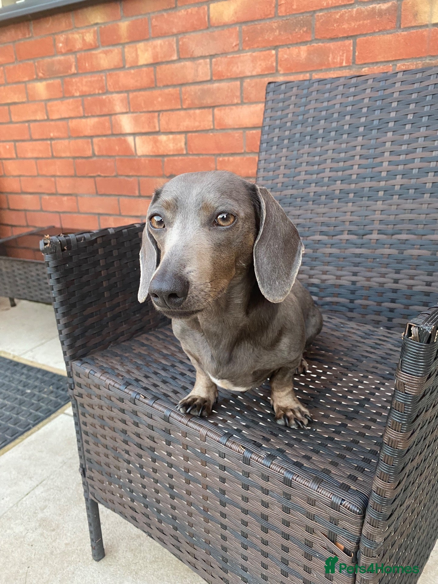 Miniature Dachshund dogs KC Miniature Dachshund Puppies - Advert 2